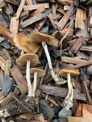 Psilocybe cyanescens