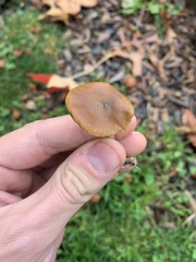 Psilocybe cyanescens