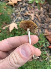 Psilocybe cyanescens