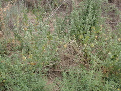 Pseudodictamnus africanus