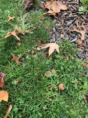 Psilocybe cyanescens