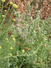 Pseudodictamnus africanus