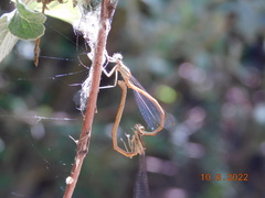 Platycnemis acutipennis