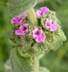 Pseudodictamnus africanus