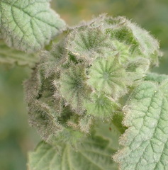 Pseudodictamnus africanus