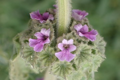 Pseudodictamnus africanus