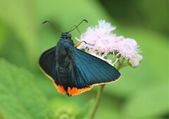 Chalypyge chalybea chloris