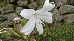 Crinum moorei