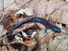Ambystoma jeffersonianum