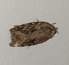 Agonopterix pulvipennella