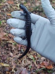 Ambystoma jeffersonianum