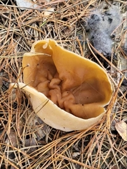 Discinaceae
