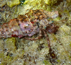 Pagurus anachoretus