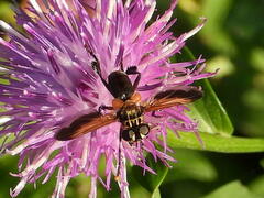 Trichopoda pictipennis