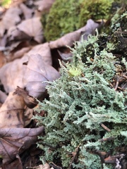 Cladonia squamosa