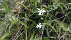 Chlorophytum comosum