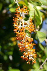 Buddleja madagascariensis
