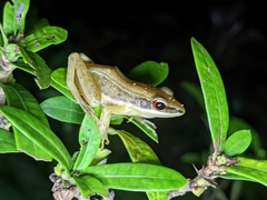 Indosylvirana