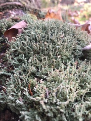 Cladonia squamosa
