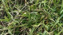 Chlorophytum comosum