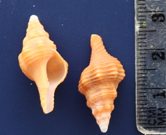 Triplofusus giganteus