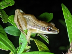 Indosylvirana