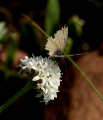 Leptotes pirithous