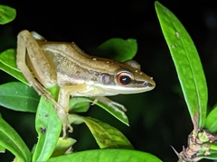 Indosylvirana
