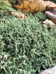 Cladonia squamosa