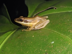 Indosylvirana