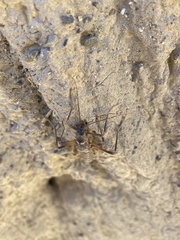 Peruphasma pentlandi