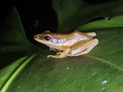 Indosylvirana