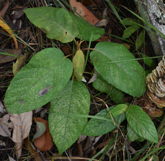 Gmelina fasciculiflora