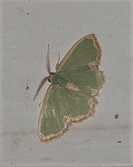 Heterorachis devocata