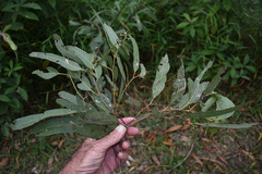 Eucalyptus crebra