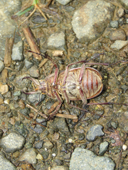 Sphaenognathus spinifer