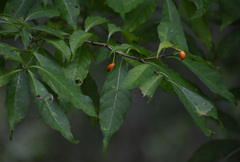 Tabernaemontana orientalis