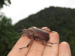 Sphaenognathus spinifer