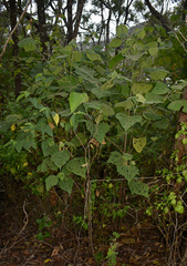 Macaranga involucrata