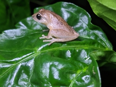 Pseudophilautus wynaadensis
