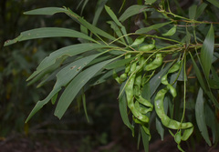 Acacia polystachya