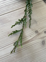 Sequoia sempervirens