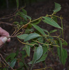 Eucalyptus acmenoides