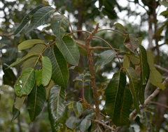 Canarium australianum