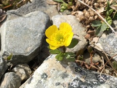Ranunculus nivalis
