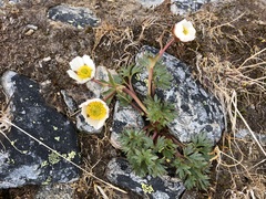 Ranunculus glacialis