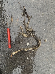 Didelphis virginiana