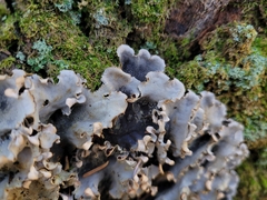 Peltigera praetextata