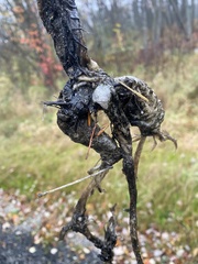 Didelphis virginiana