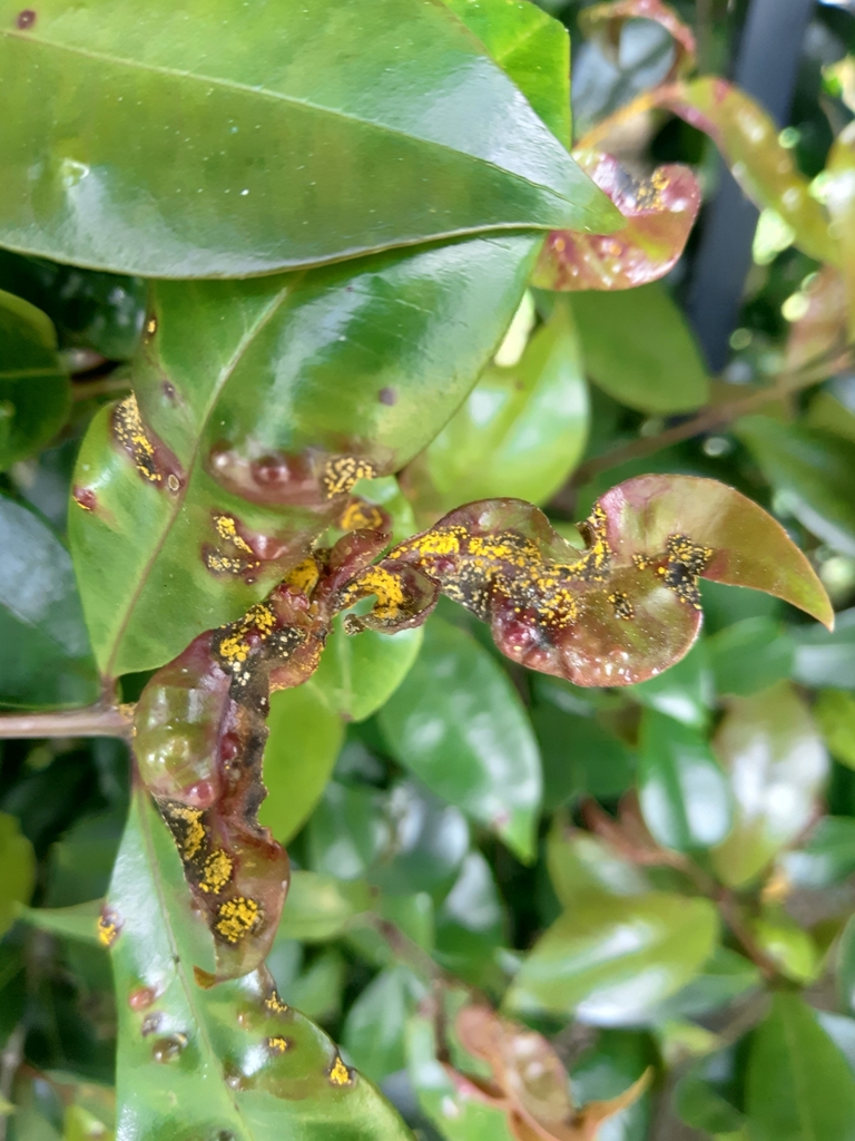 Myrtle Rust From Mount Albert Road, Royal Oak, Auckland 1061, New 